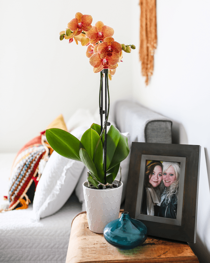 Send sales an orchid